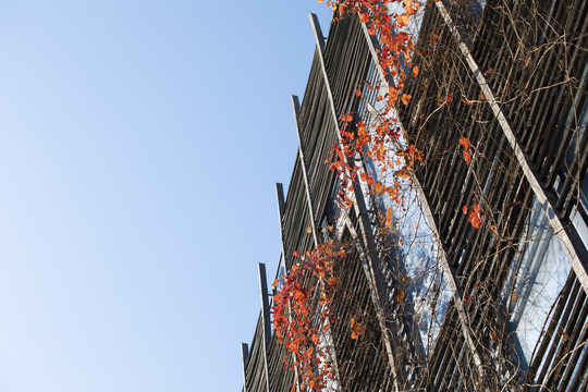 城市建筑秋天的爬墙虎