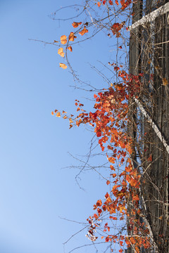 城市建筑秋天的爬墙虎
