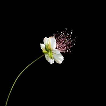 電腦手繪花卉