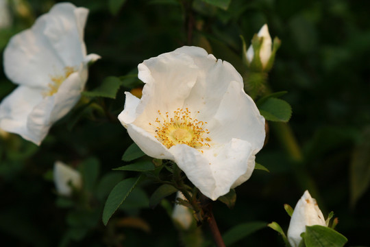 金樱子白色的花朵