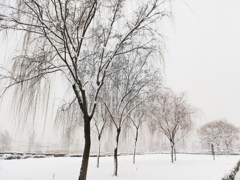 公园里的雪景