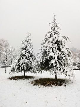 挂满白雪的松树
