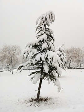 公园里的雪景