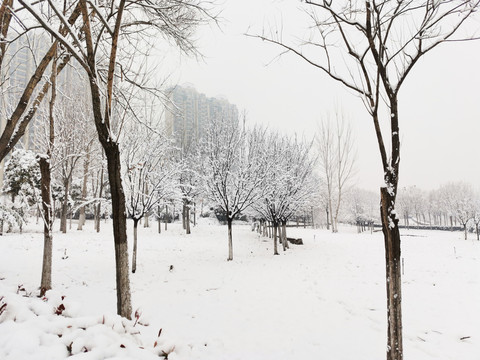 公园里的雪景