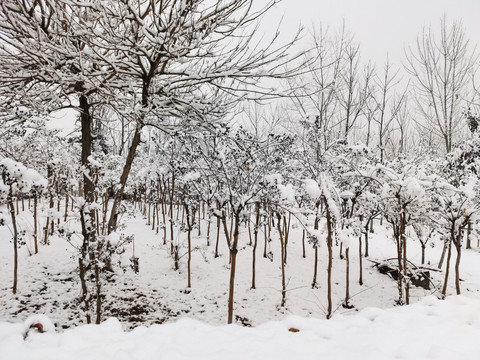 大雪挂满的枝丫