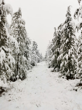 雪地上的松树林