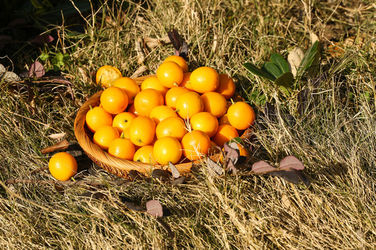 草地上放着一篮金橘