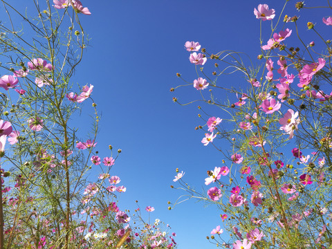 花卉