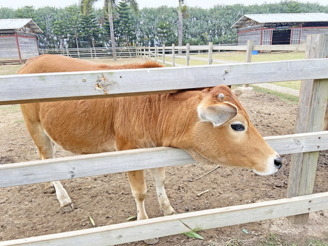 小黄牛