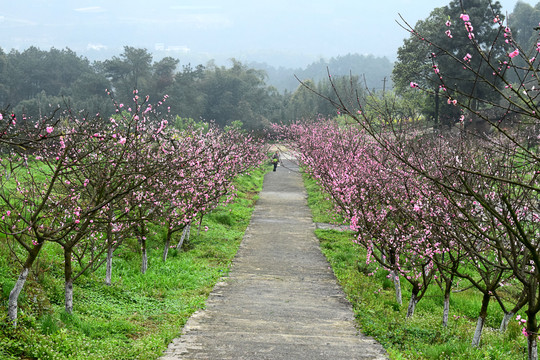 桃花桃树桃林小道桃园