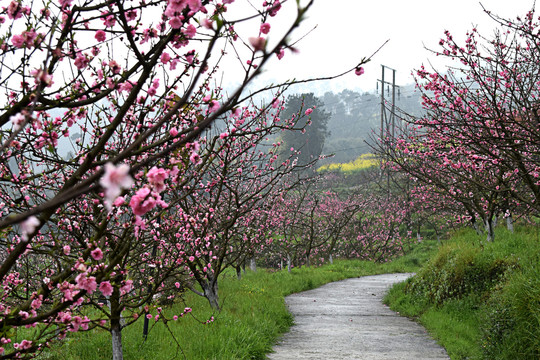 桃花桃树桃林桃林小道