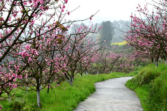 桃花桃树桃林桃林小道