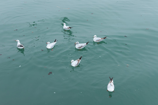 四川绵阳涪江中的海鸥