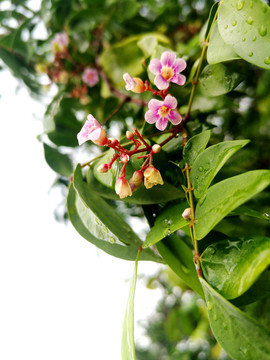 杨桃花