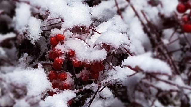唯美雪中红果子