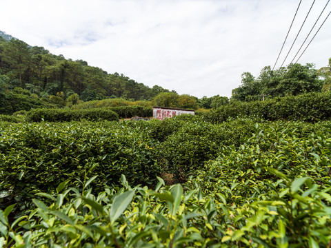 桂平西山茶园