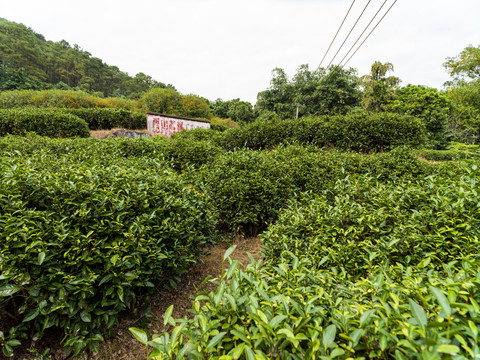 桂平西山茶园