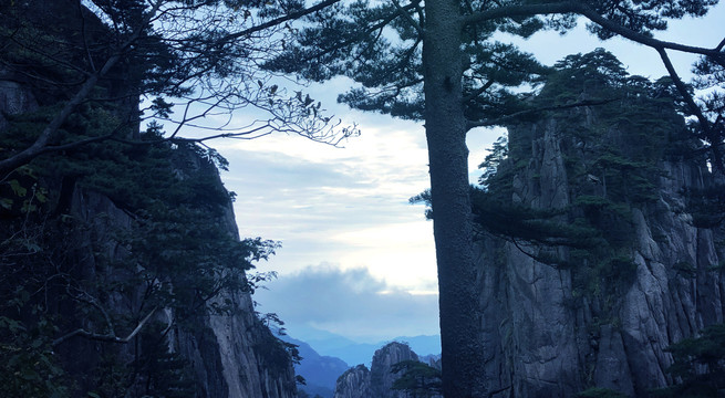 山峰间的松树风景图片