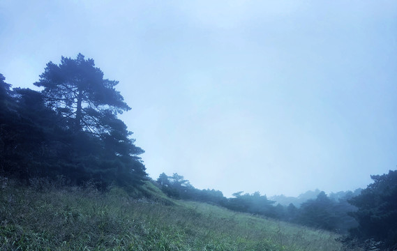 户外草地树林植物风景图片