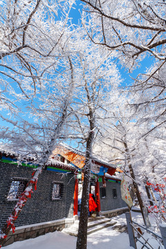 青岛崂山雪后晶挂雾凇