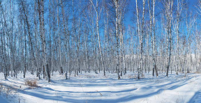 雪原白桦林长幅