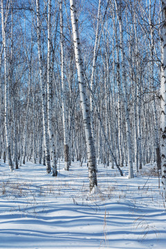 冬季白桦林雪景