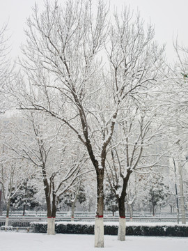 雪景