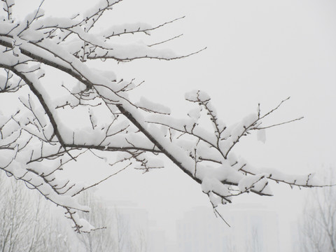 雪压枝头