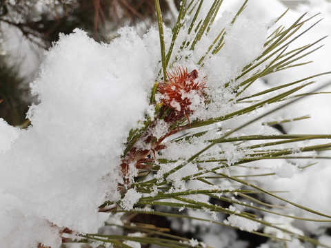 雪压枝头