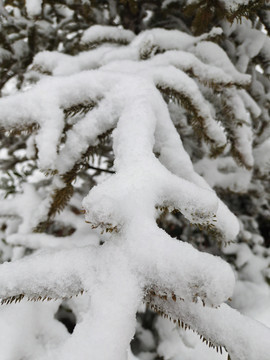 雪压枝头