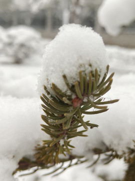 瑞雪