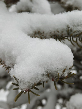 瑞雪