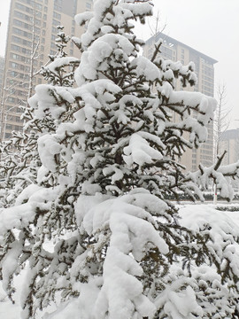 雪压枝头