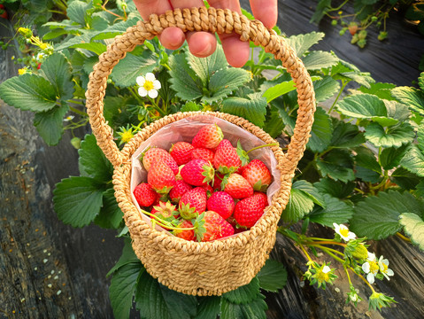采摘篮草莓