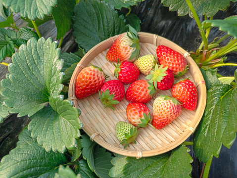 草莓园鲜草莓