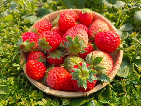 果园鲜草莓
