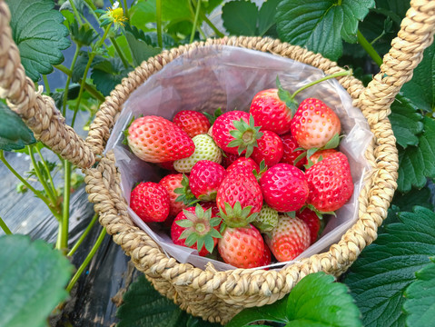 拍摄草莓园鲜草莓