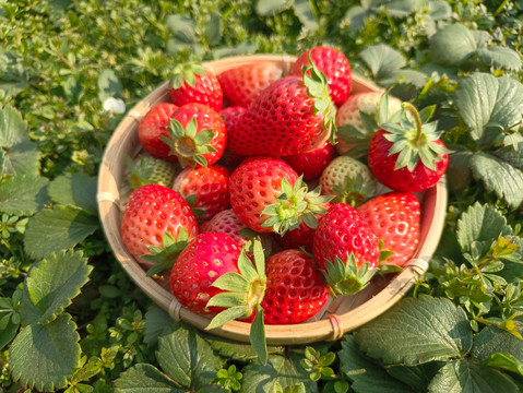 生态鲜草莓