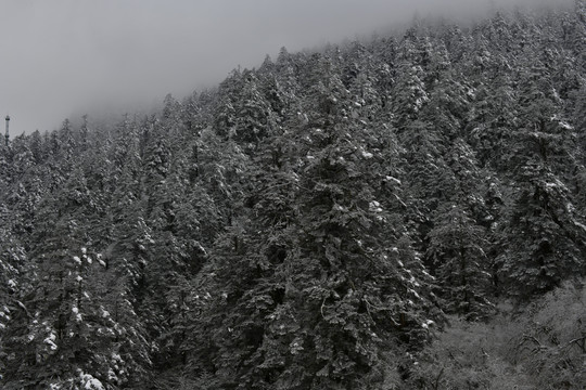 高山森林