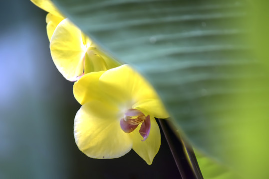 蝴蝶兰花