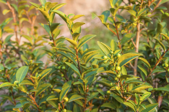 莲花峰茶树茶叶