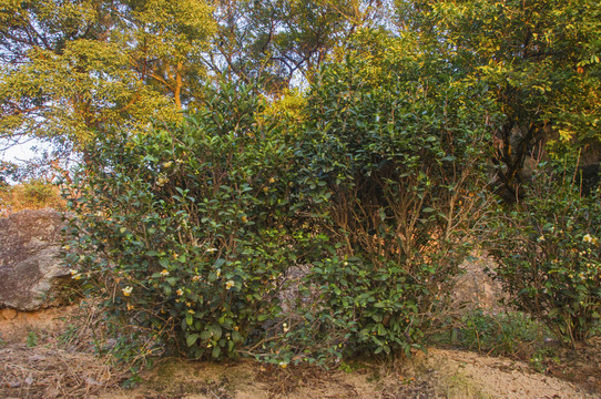 石亭绿茶植株树种