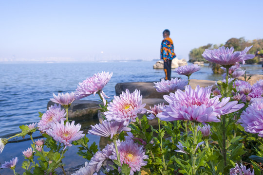 湖边的菊花