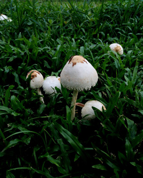 草地野蘑菇特写