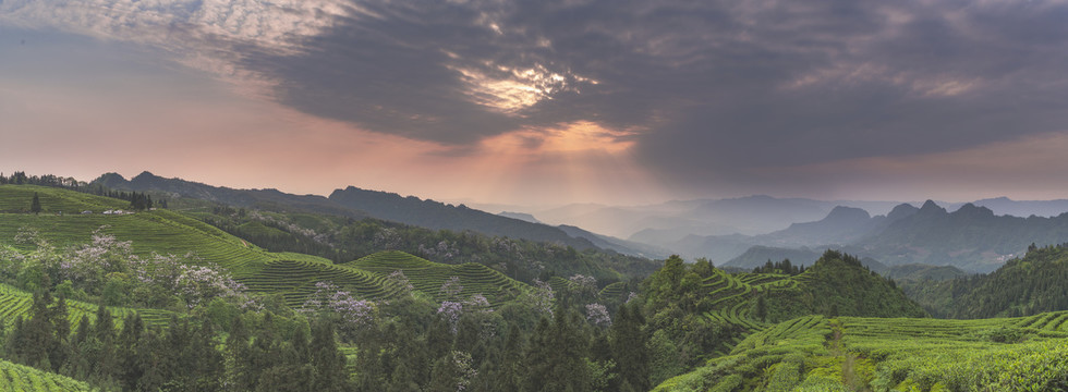 宜宾珙县鹿鸣茶山风光