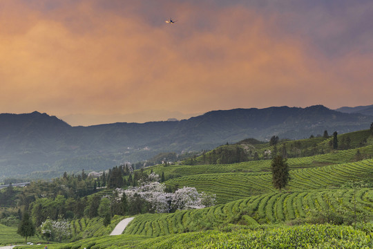 晚霞茶山风光