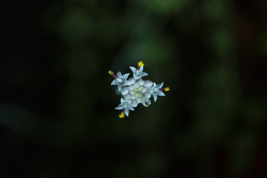 高清小花朵