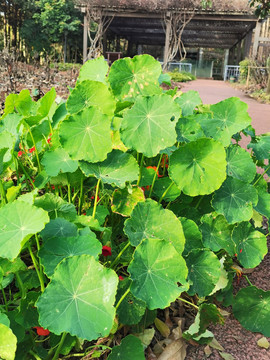 圆叶植物