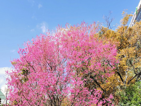 冬樱花