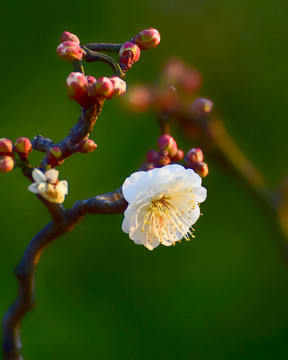 白梅花